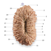 Load image into Gallery viewer, 20 Mukhi Indonesian Rudraksha - Bead 111