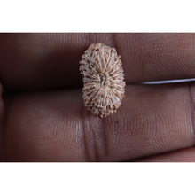 Load image into Gallery viewer, 20 Mukhi Indonesian Rudraksha - Bead 111