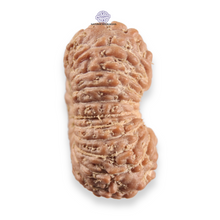 Load image into Gallery viewer, 20 Mukhi Indonesian Rudraksha - Bead 111