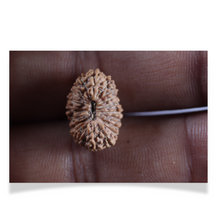 Load image into Gallery viewer, 20 Mukhi Indonesian Rudraksha - Bead 113