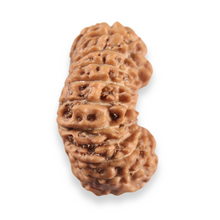 Load image into Gallery viewer, 20 Mukhi Indonesian Rudraksha - Bead 113