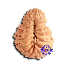 Load image into Gallery viewer, 20 Mukhi Indonesian Rudraksha - Bead 93