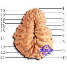 Load image into Gallery viewer, 20 Mukhi Indonesian Rudraksha - Bead 93