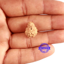 Load image into Gallery viewer, 20 Mukhi Indonesian Rudraksha - Bead 93