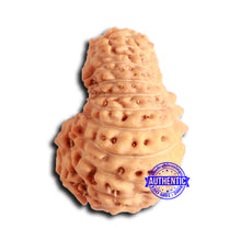 Load image into Gallery viewer, 20 Mukhi Indonesian Rudraksha - Bead 93