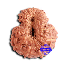 Load image into Gallery viewer, 20 Mukhi Indonesian Rudraksha - Bead 94