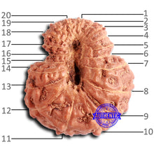 Load image into Gallery viewer, 20 Mukhi Indonesian Rudraksha - Bead 94