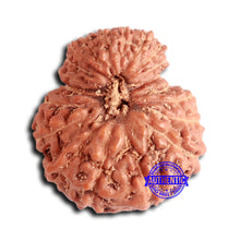 Load image into Gallery viewer, 20 Mukhi Indonesian Rudraksha - Bead 94
