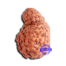 Load image into Gallery viewer, 20 Mukhi Indonesian Rudraksha - Bead 94