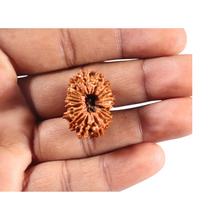 Load image into Gallery viewer, 20 Mukhi Nepalese Rudraksha - Bead No. 13