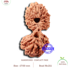 Load image into Gallery viewer, 17 Mukhi Gaurishankar Rudraksha from Indonesia - Bead No. 211