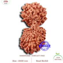Load image into Gallery viewer, 17 Mukhi Gaurishankar Rudraksha from Indonesia - Bead No. 212