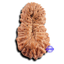 Load image into Gallery viewer, 21 Mukhi Indonesian Rudraksha - Bead No. 136
