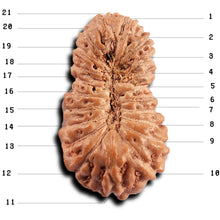 Load image into Gallery viewer, 21 Mukhi Indonesian Rudraksha - Bead No. 136