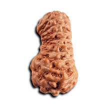 Load image into Gallery viewer, 21 Mukhi Indonesian Rudraksha - Bead No. 136