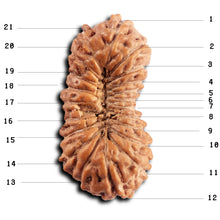 Load image into Gallery viewer, 21 Mukhi Indonesian Rudraksha - Bead No. 137