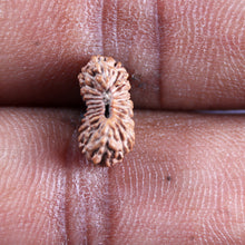 Load image into Gallery viewer, 21 Mukhi Indonesian Rudraksha - Bead No. 137