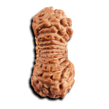 Load image into Gallery viewer, 21 Mukhi Indonesian Rudraksha - Bead No. 137