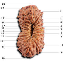 Load image into Gallery viewer, 21 Mukhi Indonesian Rudraksha - Bead No. 138