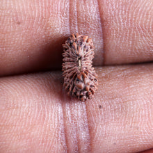 Load image into Gallery viewer, 21 Mukhi Indonesian Rudraksha - Bead No. 138