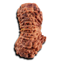 Load image into Gallery viewer, 21 Mukhi Indonesian Rudraksha - Bead No. 138