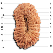 Load image into Gallery viewer, 21 Mukhi Indonesian Rudraksha - Bead No. 139