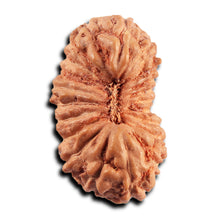 Load image into Gallery viewer, 21 Mukhi Indonesian Rudraksha - Bead No. 139