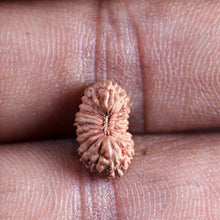 Load image into Gallery viewer, 21 Mukhi Indonesian Rudraksha - Bead No. 139