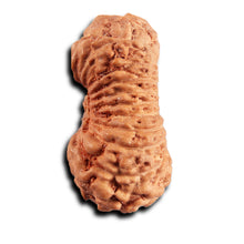 Load image into Gallery viewer, 21 Mukhi Indonesian Rudraksha - Bead No. 139