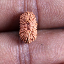 Load image into Gallery viewer, 21 Mukhi Indonesian Rudraksha - Bead No. 140