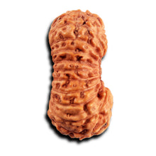 Load image into Gallery viewer, 21 Mukhi Indonesian Rudraksha - Bead No. 140
