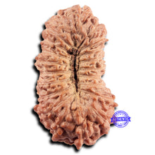 Load image into Gallery viewer, 21 Mukhi Indonesian Rudraksha - Bead No. 142
