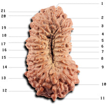 Load image into Gallery viewer, 21 Mukhi Indonesian Rudraksha - Bead No. 142