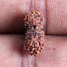 Load image into Gallery viewer, 21 Mukhi Indonesian Rudraksha - Bead No. 143