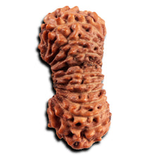 Load image into Gallery viewer, 21 Mukhi Indonesian Rudraksha - Bead No. 143