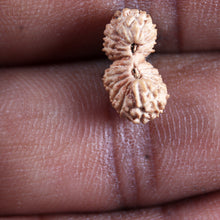 Load image into Gallery viewer, 21 Mukhi Indonesian Gaurishankar Rudraksha - Bead No. 144