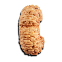 Load image into Gallery viewer, 21 Mukhi Indonesian Gaurishankar Rudraksha - Bead No. 144