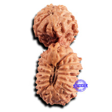 Load image into Gallery viewer, 21 Mukhi Indonesian Gaurishankar Rudraksha - Bead No. 145