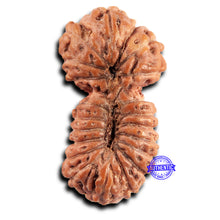 Load image into Gallery viewer, 21 Mukhi Indonesian Gaurishankar Rudraksha - Bead No. 146