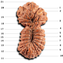 Load image into Gallery viewer, 21 Mukhi Indonesian Gaurishankar Rudraksha - Bead No. 146