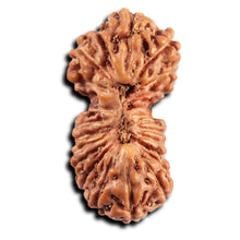 Load image into Gallery viewer, 21 Mukhi Indonesian Gaurishankar Rudraksha - Bead No. 146