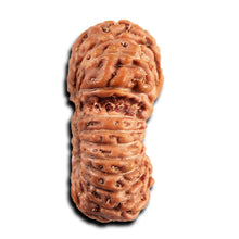 Load image into Gallery viewer, 21 Mukhi Indonesian Gaurishankar Rudraksha - Bead No. 146