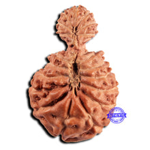 Load image into Gallery viewer, 21 Mukhi Indonesian Gaurishankar Rudraksha - Bead No. 148