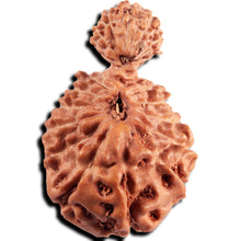 Load image into Gallery viewer, 21 Mukhi Indonesian Gaurishankar Rudraksha - Bead No. 148