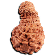 Load image into Gallery viewer, 21 Mukhi Indonesian Gaurishankar Rudraksha - Bead No. 148