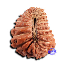 Load image into Gallery viewer, 21 Mukhi Indonesian Rudraksha - Bead No. 149