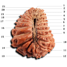 Load image into Gallery viewer, 21 Mukhi Indonesian Rudraksha - Bead No. 149