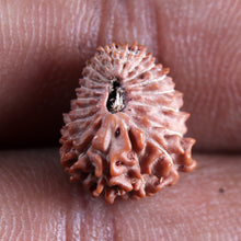 Load image into Gallery viewer, 21 Mukhi Indonesian Rudraksha - Bead No. 149