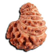 Load image into Gallery viewer, 21 Mukhi Indonesian Rudraksha - Bead No. 149
