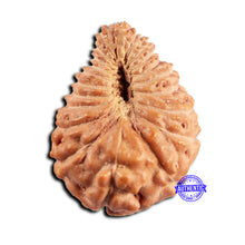 Load image into Gallery viewer, 21 Mukhi Indonesian Rudraksha - Bead No. 150